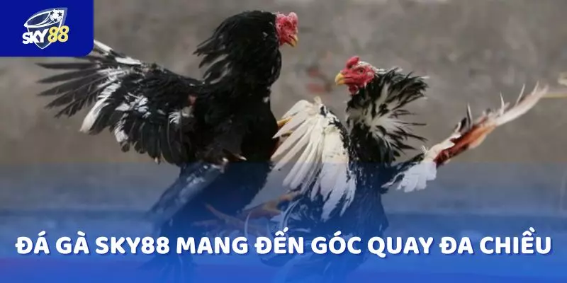 Đá gà SKY88 mang đến góc quay đa chiều